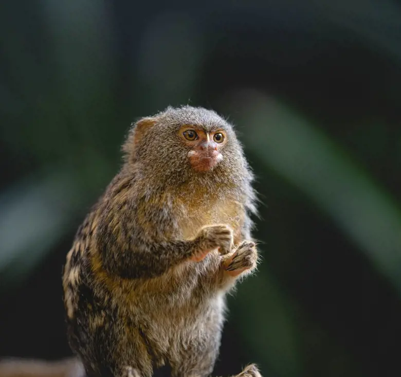 Pygmy marmoset perched on a branch holding food at Taronga Zoo Sydney.