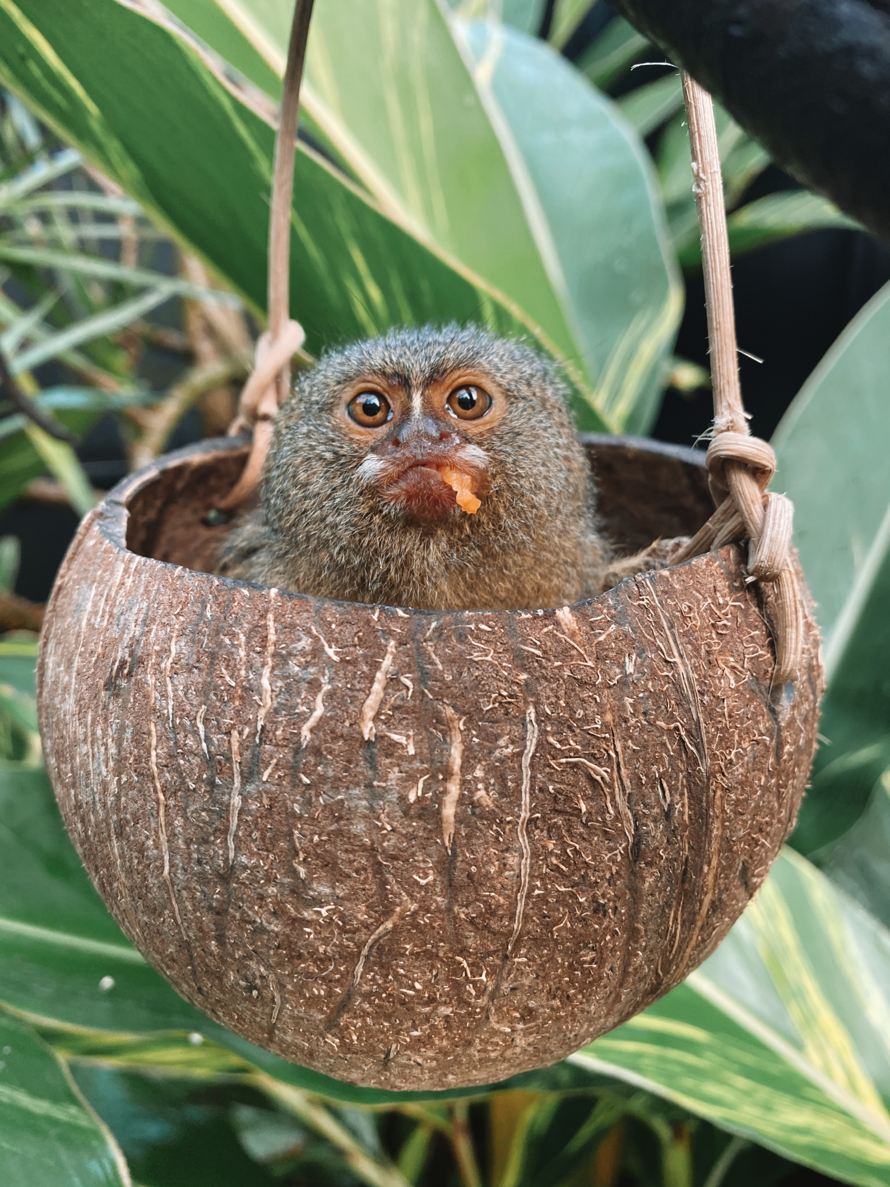 Pygmy marmoset resting inside a hanging coconut-shell at Taronga Zoo Sydney.