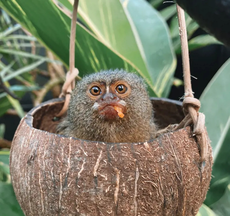Pygmy marmoset resting inside a hanging coconut-shell at Taronga Zoo Sydney.