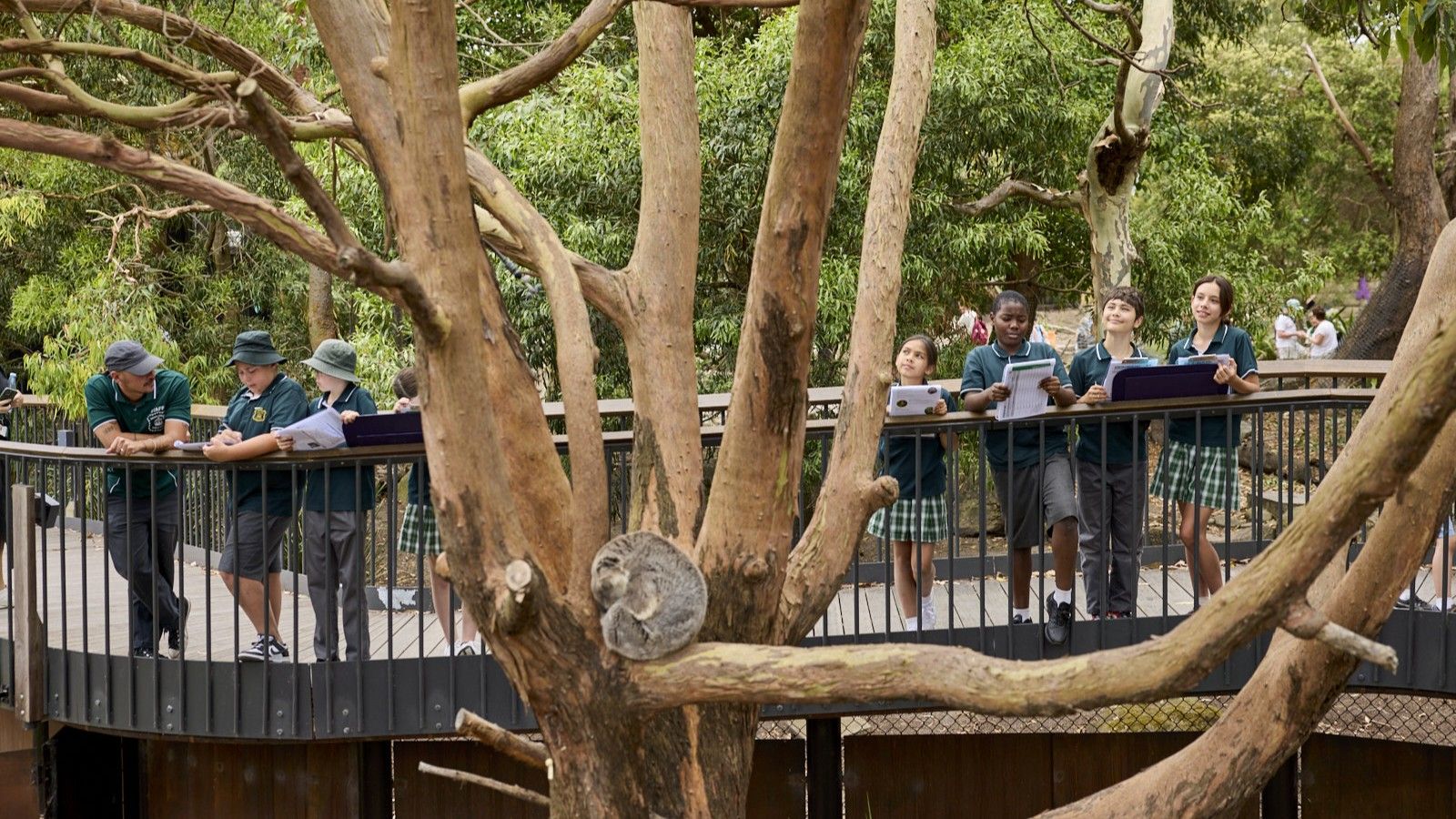 Koala resting on a tree branch while visitors observe from a raised boardwalk.