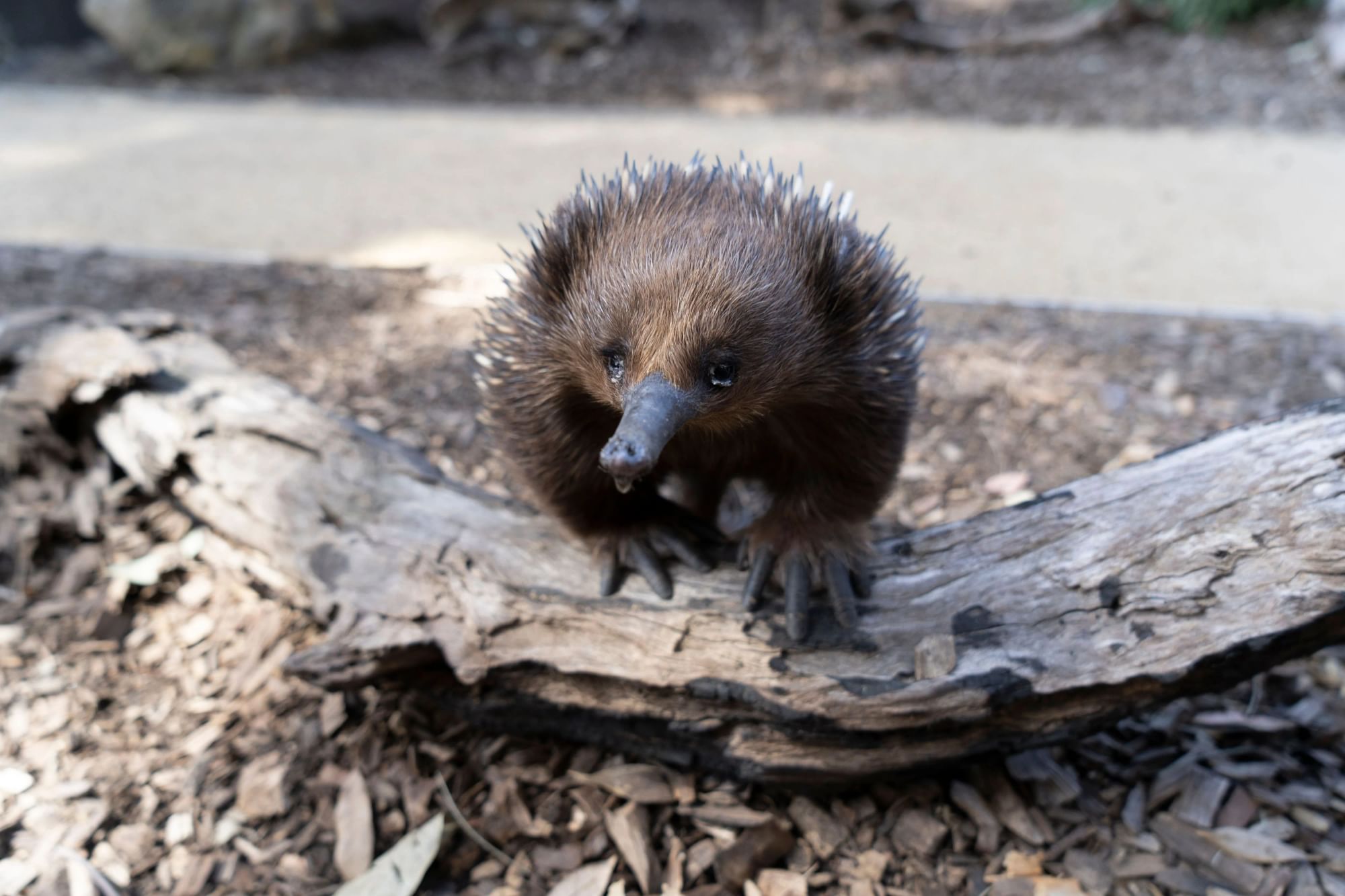 Close‑up of an echidna standing on a fallen log in an outdoor habitat.