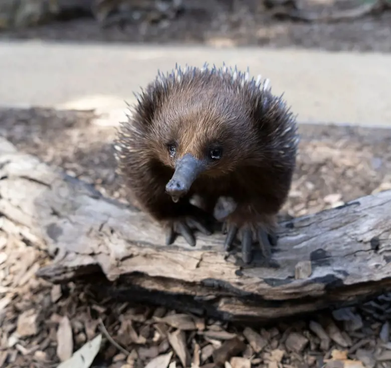 Close‑up of an echidna standing on a fallen log in an outdoor habitat.