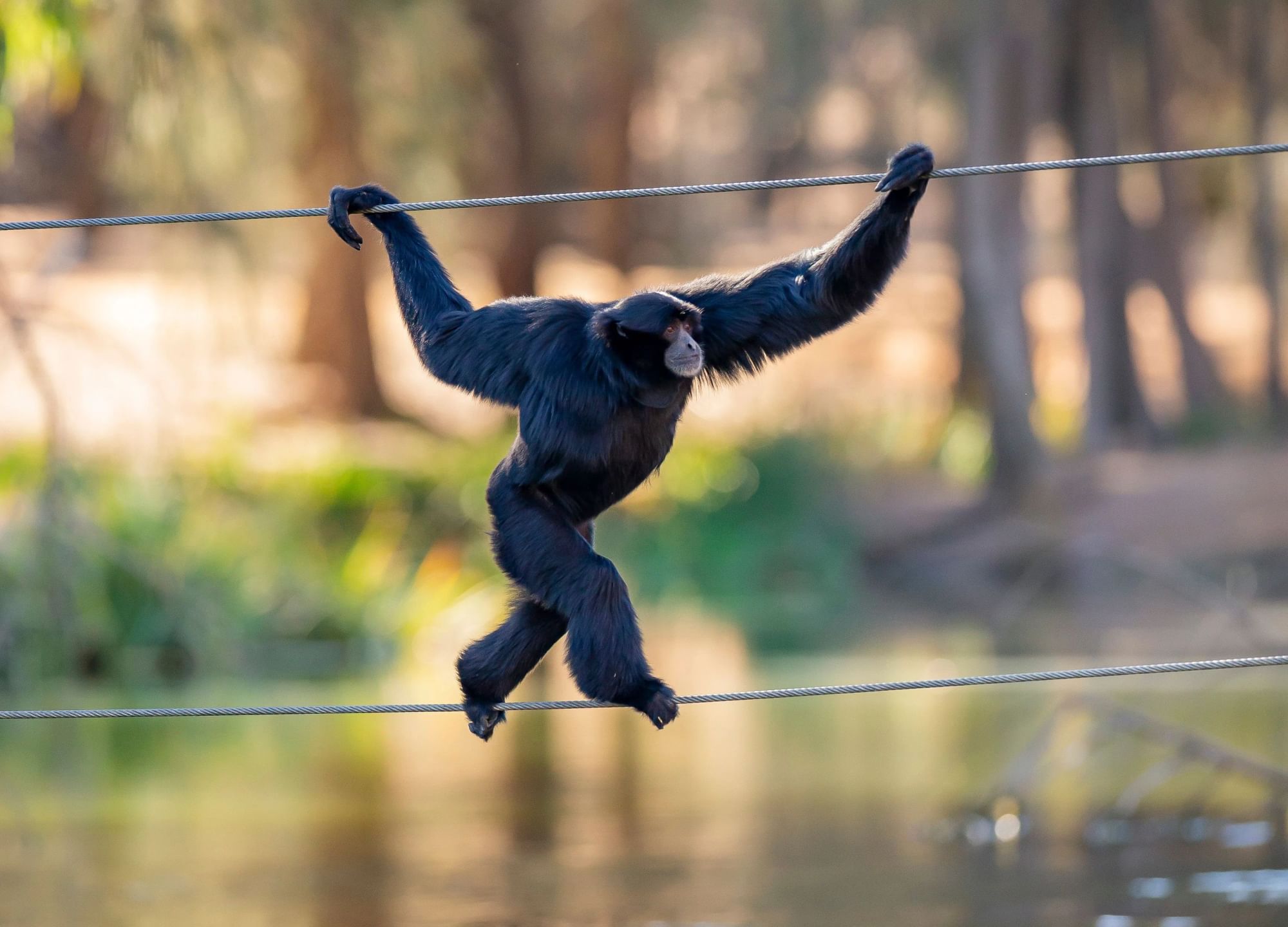 Siamang using ropes to swing across its habitat at Taronga Western Plains Zoo. 