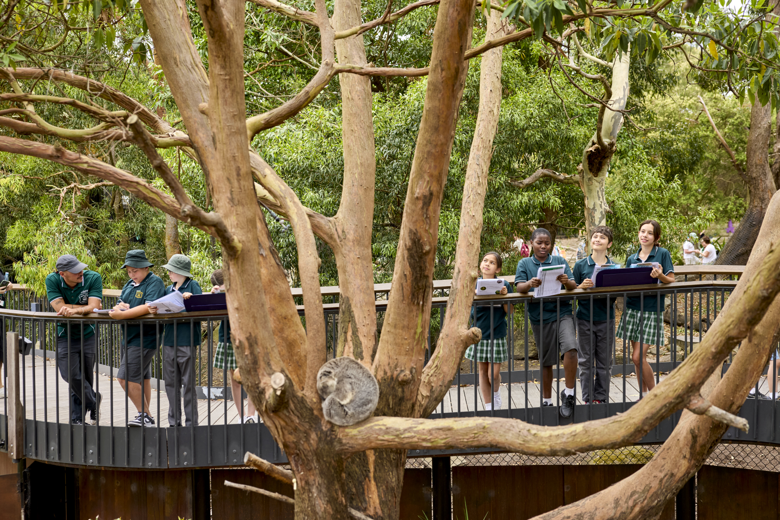 Students observing koala in tree at Taronga Zoo's Koala Country