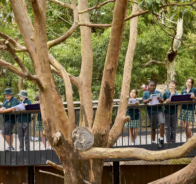 Students observing koala in tree at Taronga Zoo's Koala Country