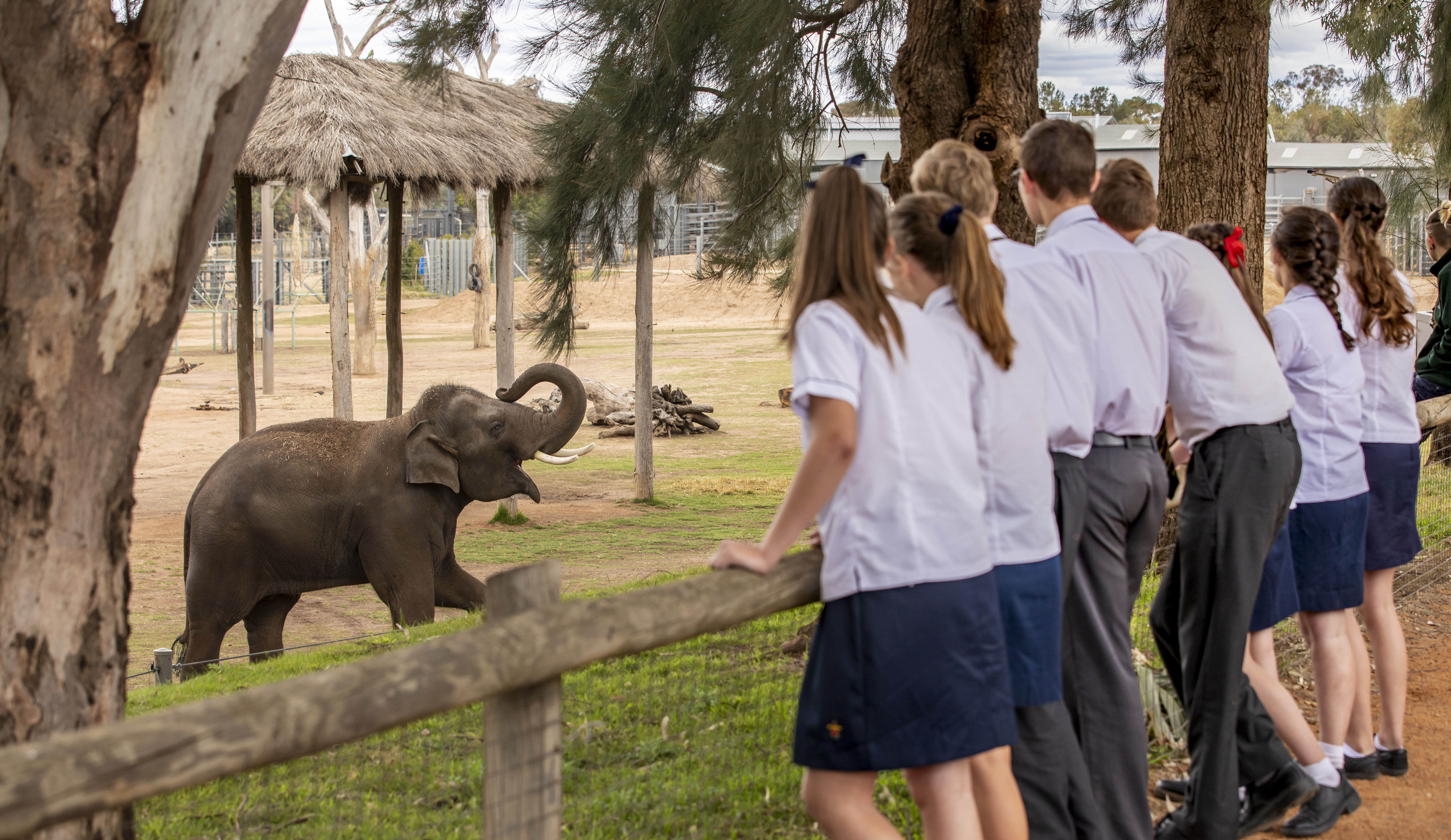 High school students overlooking elephant habitat at Taronga Western Plains Zoo in Dubbo