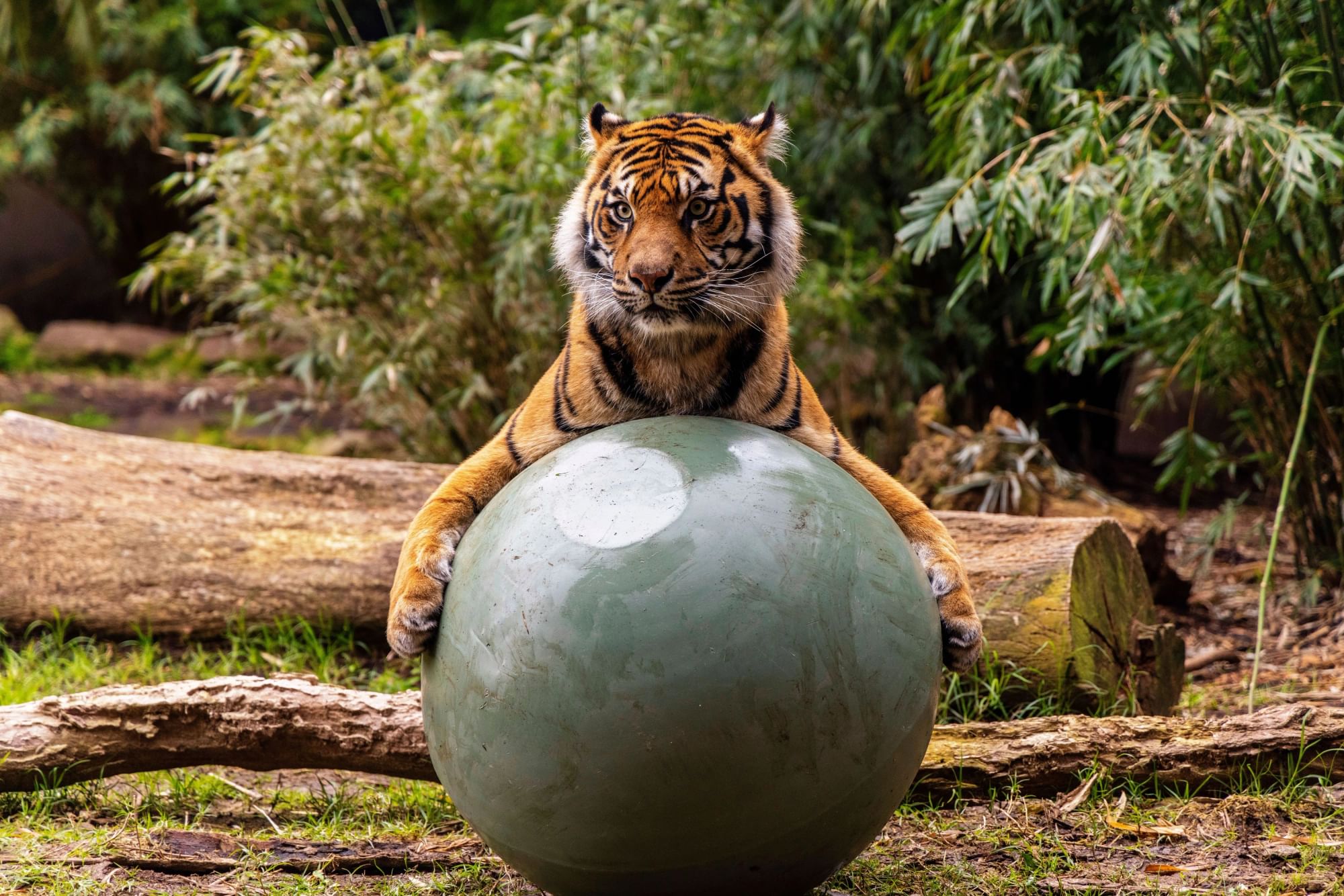 Sumatran tiger resting its paws on a large enrichment ball in its habitat.