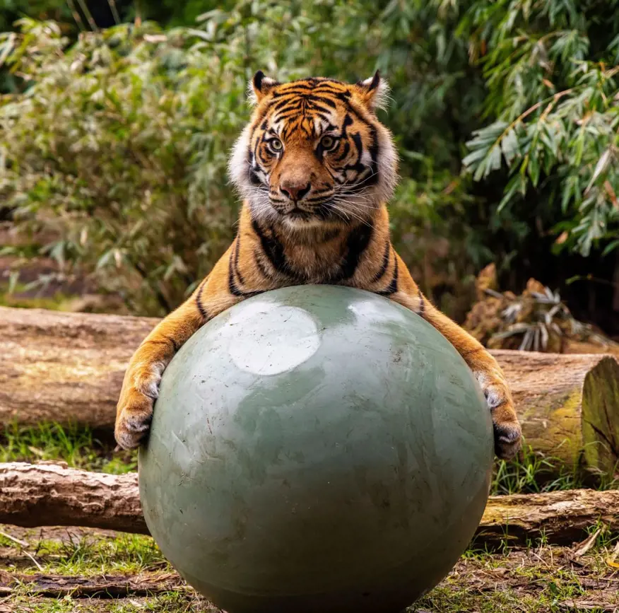 Sumatran tiger resting its paws on a large enrichment ball in its habitat.