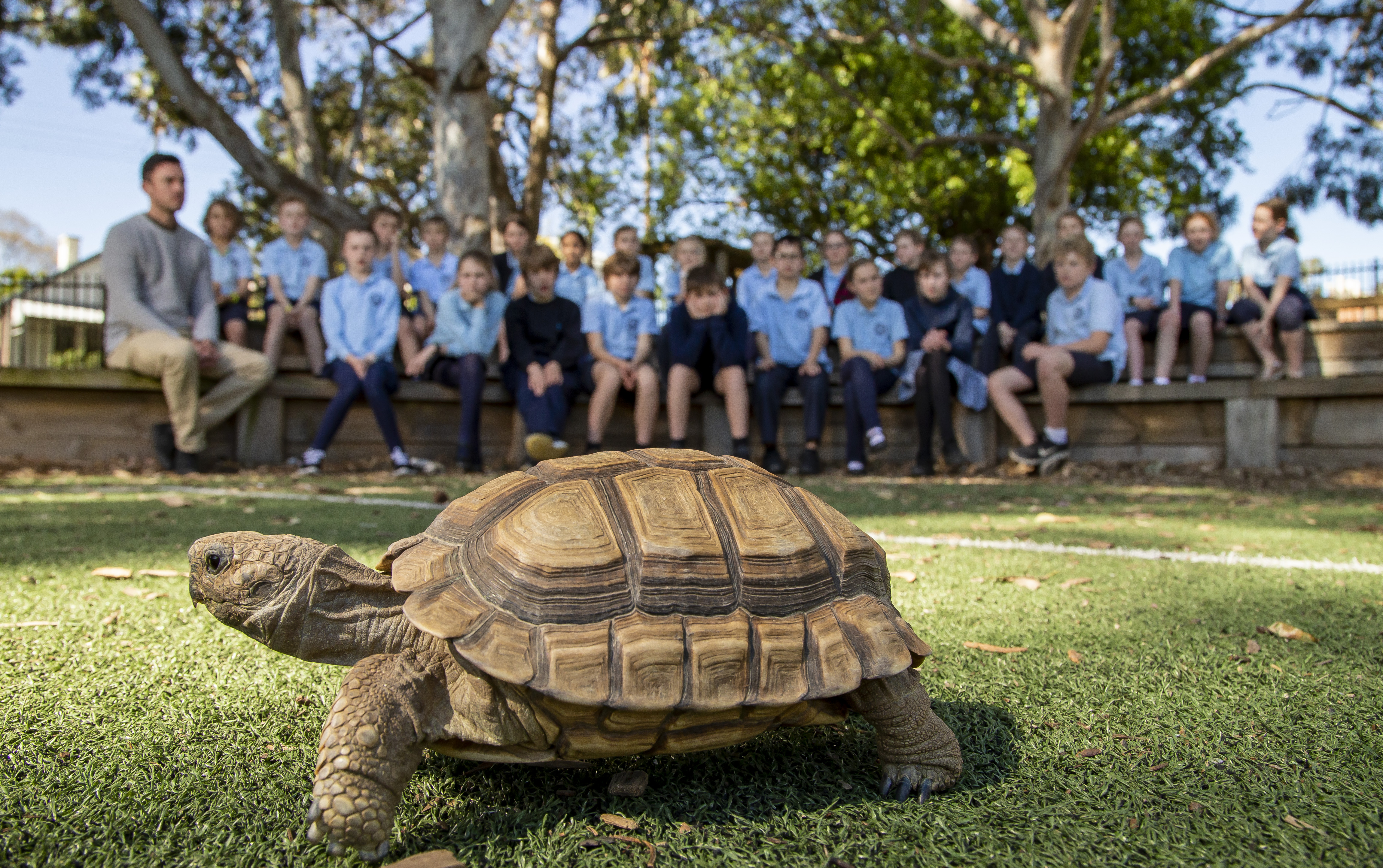 turtle walking infront of students at their school during Zoomobile incursion workshop