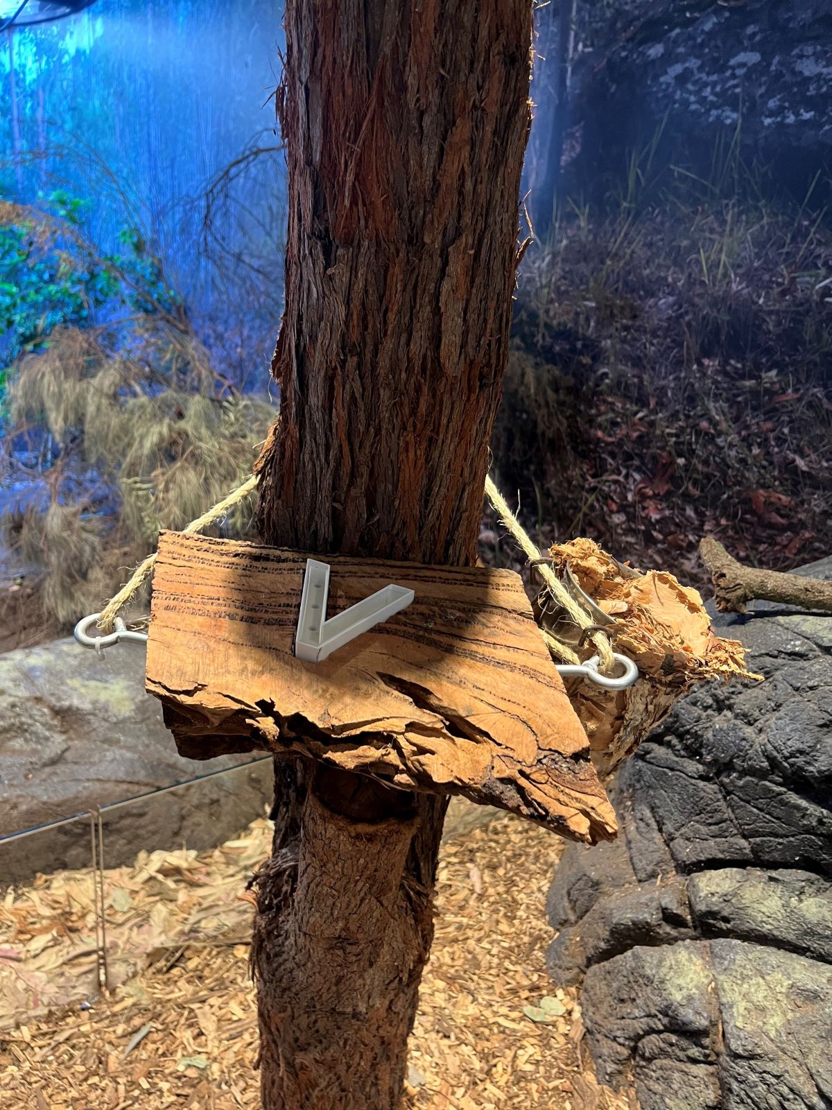 STEM‑designed enrichment platform for yellow‑bellied gliders attached to a tree trunk.