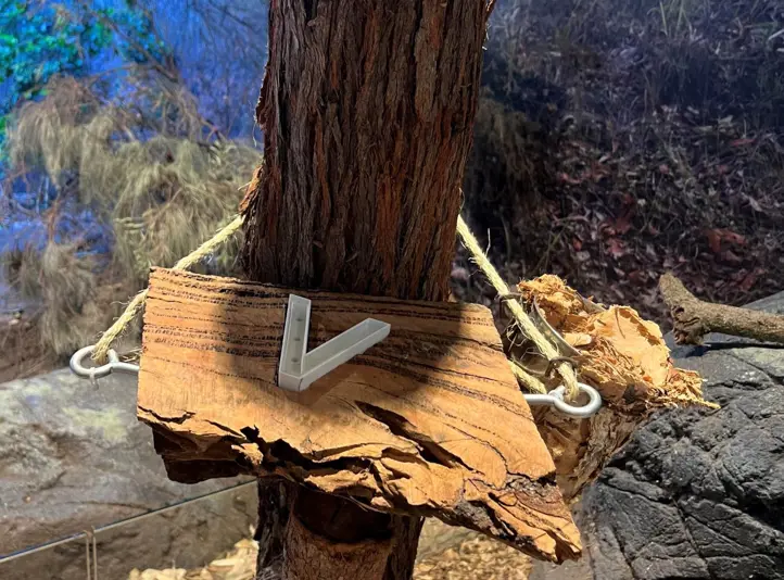 STEM‑designed enrichment platform for yellow‑bellied gliders attached to a tree trunk.