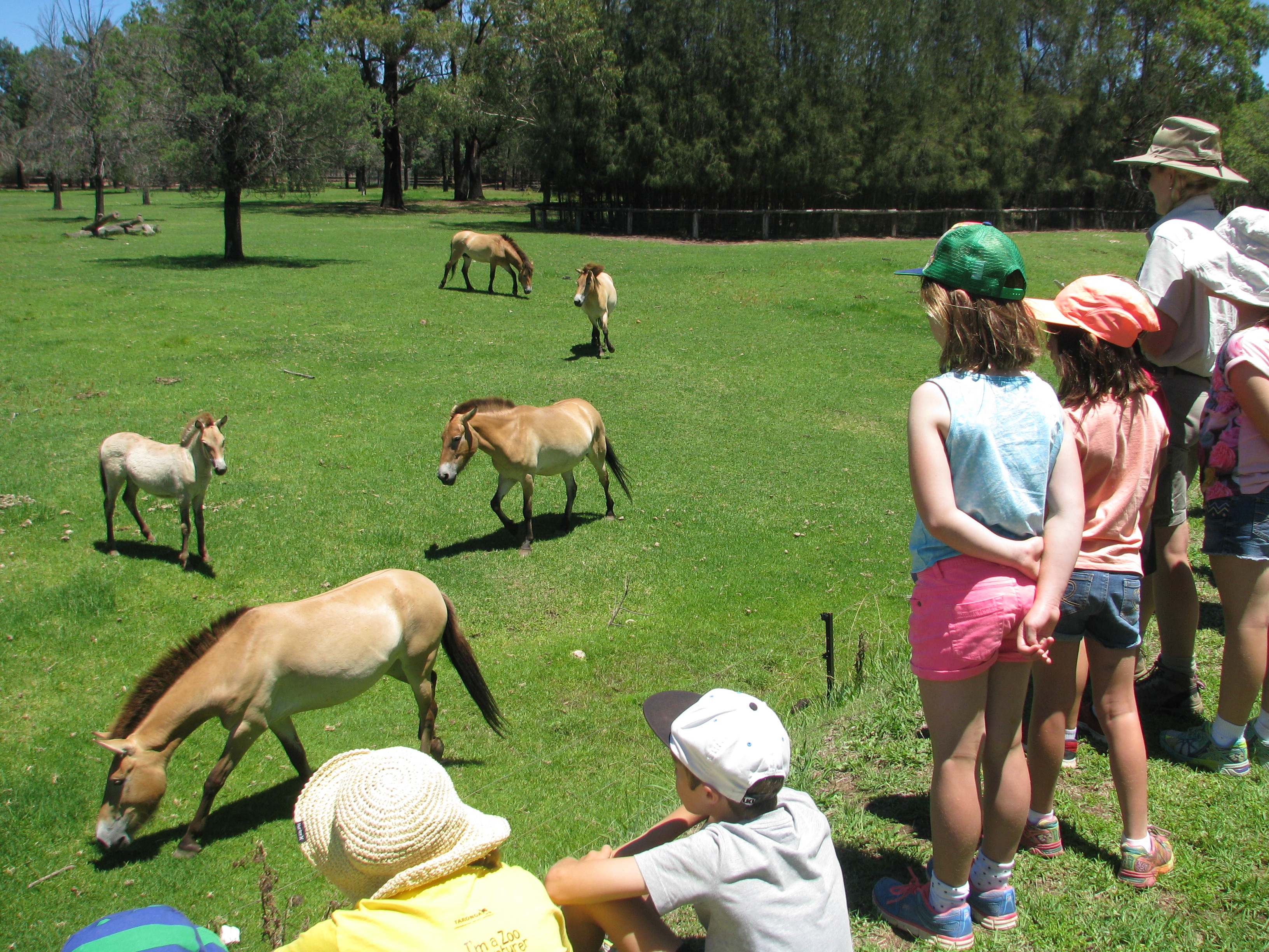 Children observing grazing animals in an open habitat during a zoo holiday program.