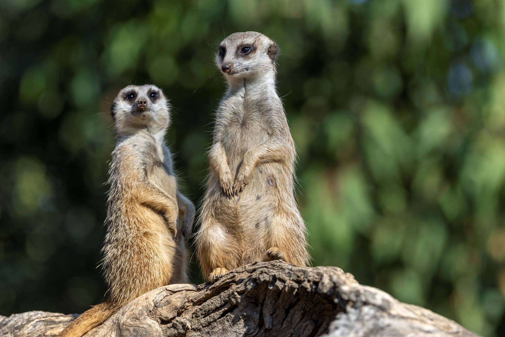 Pair of Meerkats