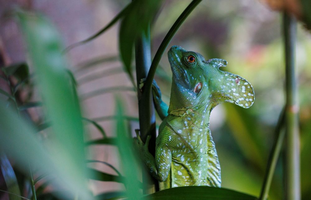 Green Basilisk perched among tropical leaves.
