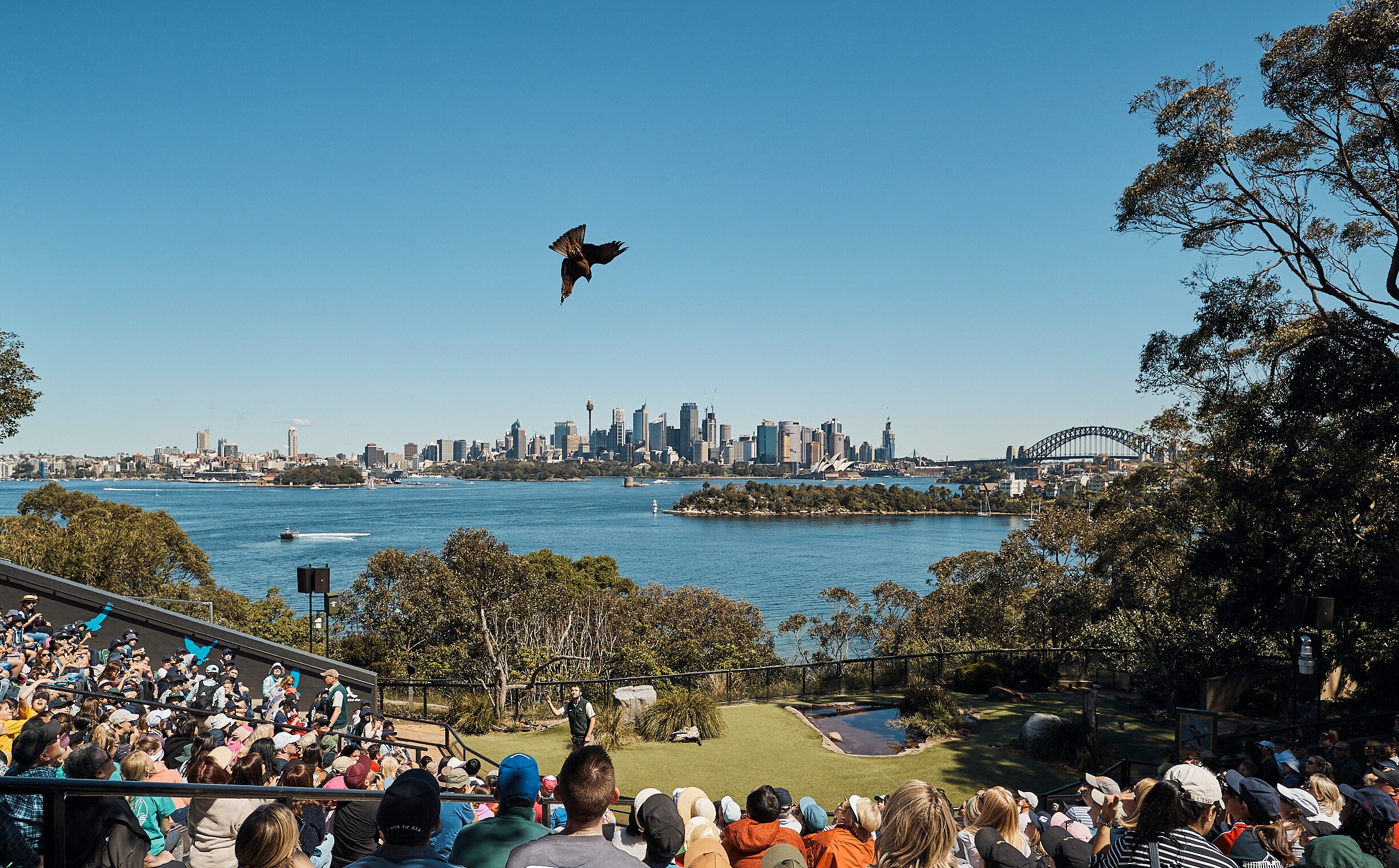 Image of Free Flight Bird Presentation