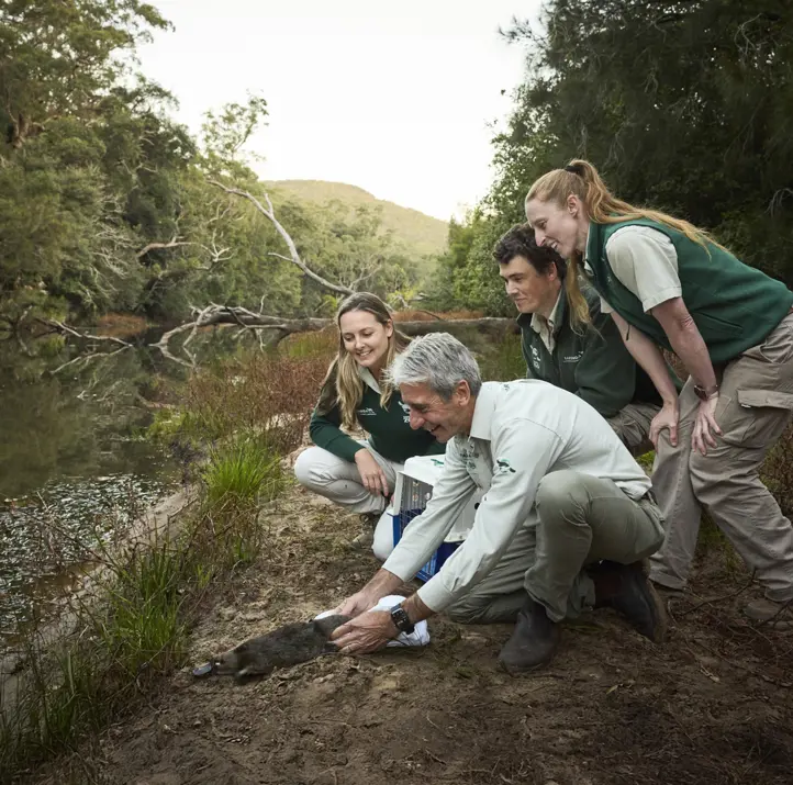 Platypus Translocation at Royal National Park