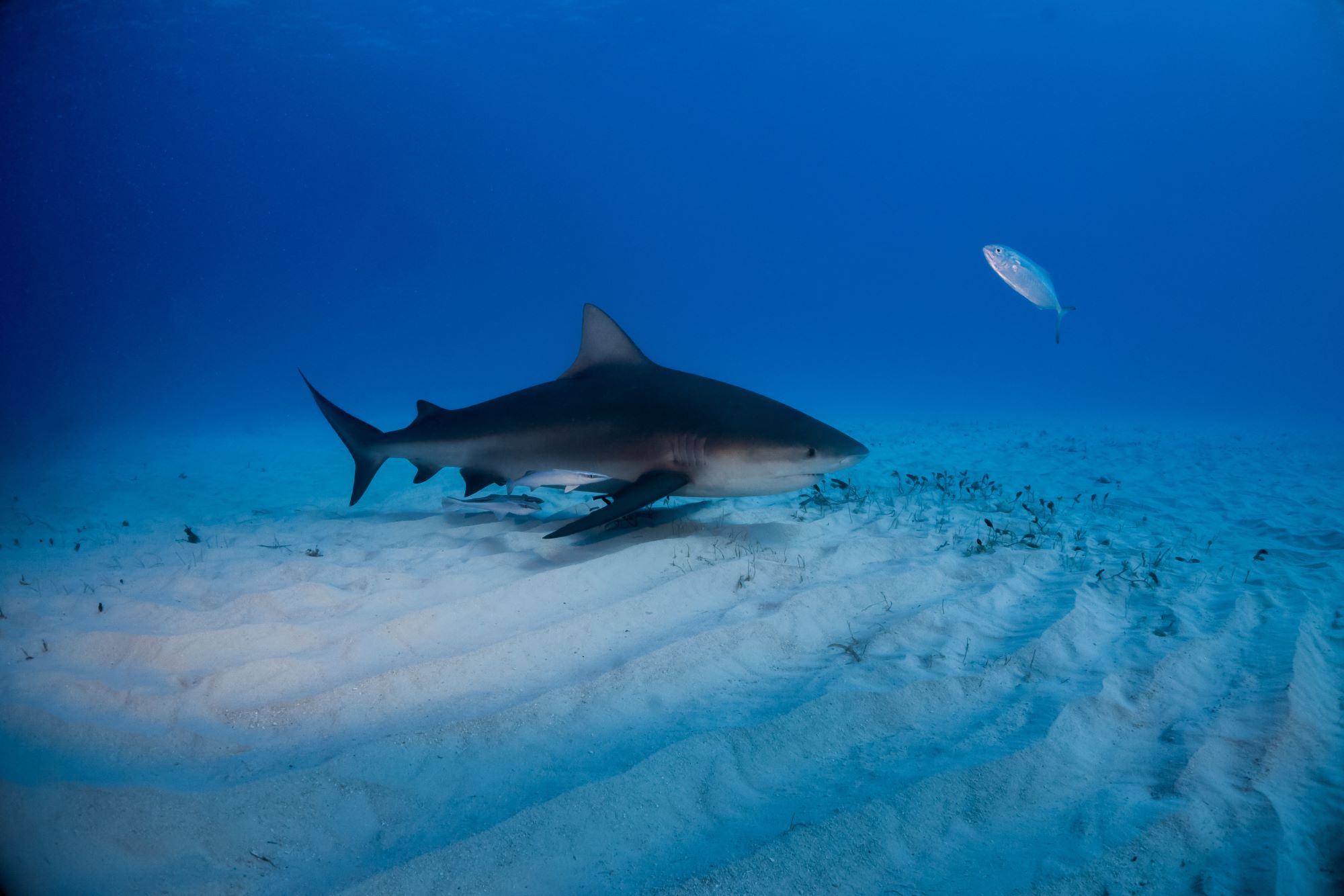 Shark swimming over a sandy ocean floor in clear blue water.