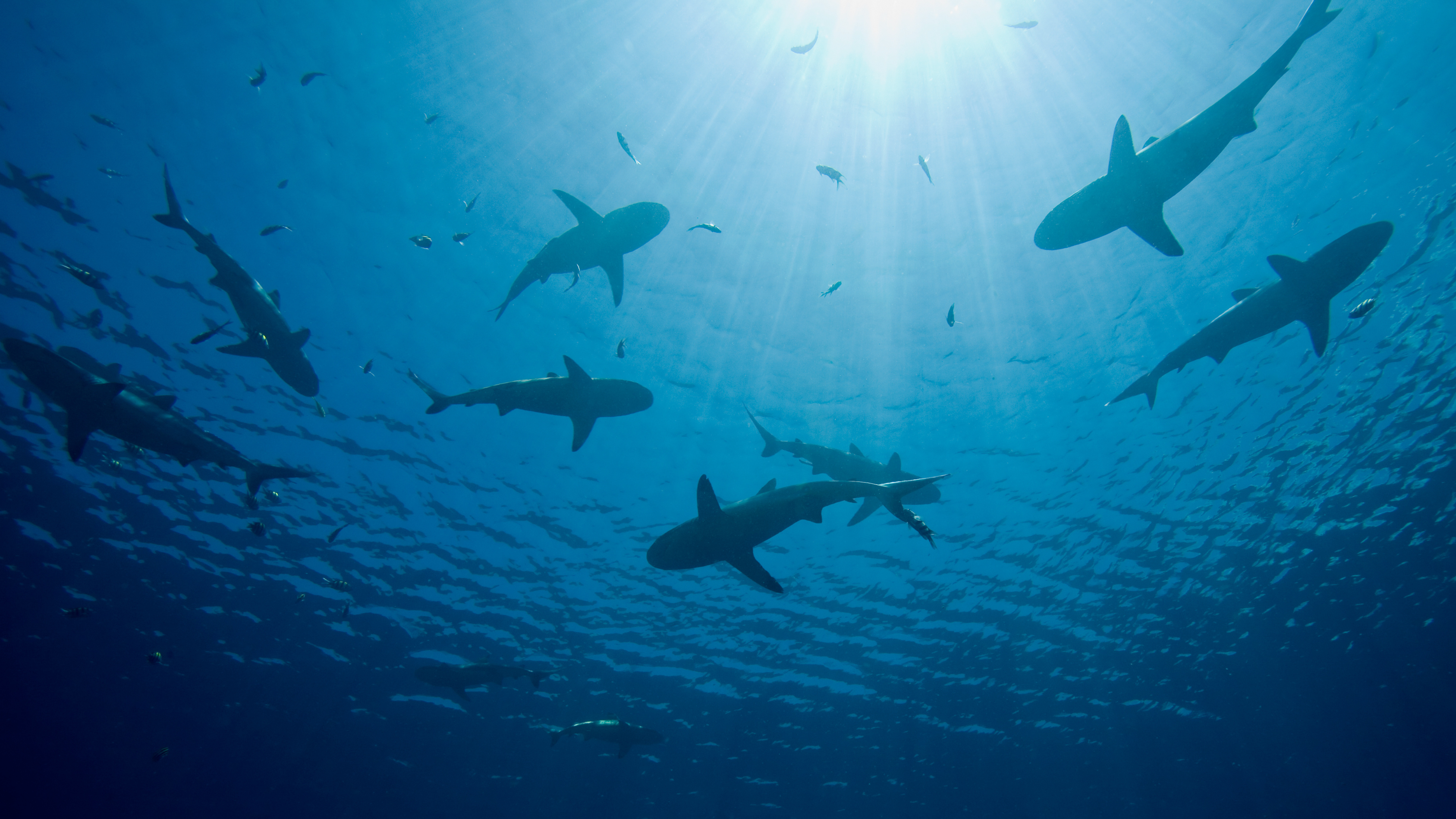 Silhouettes of sharks swimming beneath sunlit ocean water.
