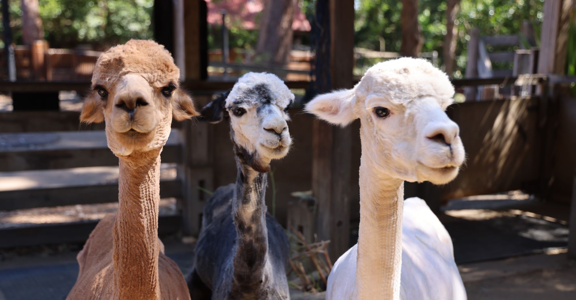 Recently sheered alpacas at the Backyard to Bush kids trail in sydney