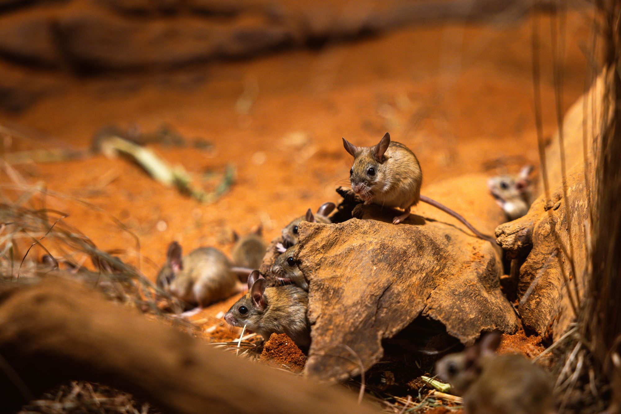 Spinifex Hopping Mice exploring sandy habitat in Nocturnal Country.