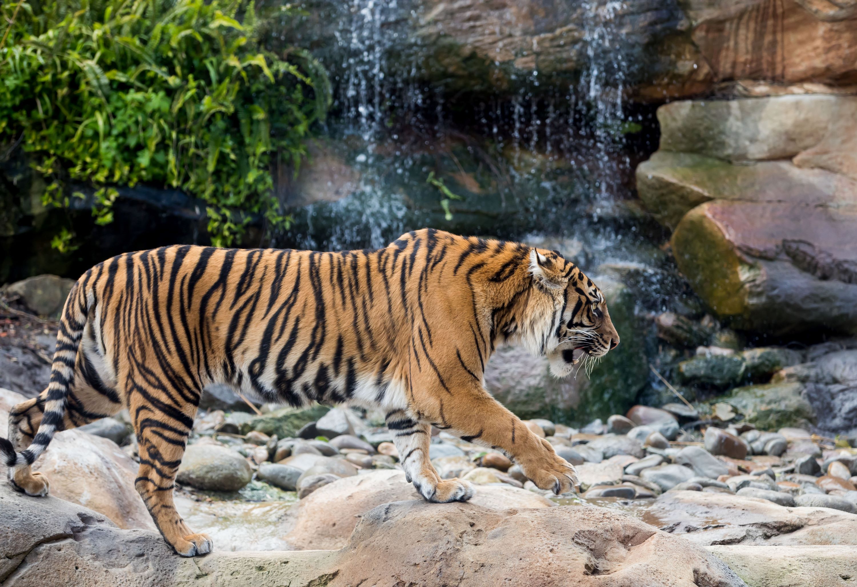 Image of 200,000 reasons to celebrate International Tiger Day