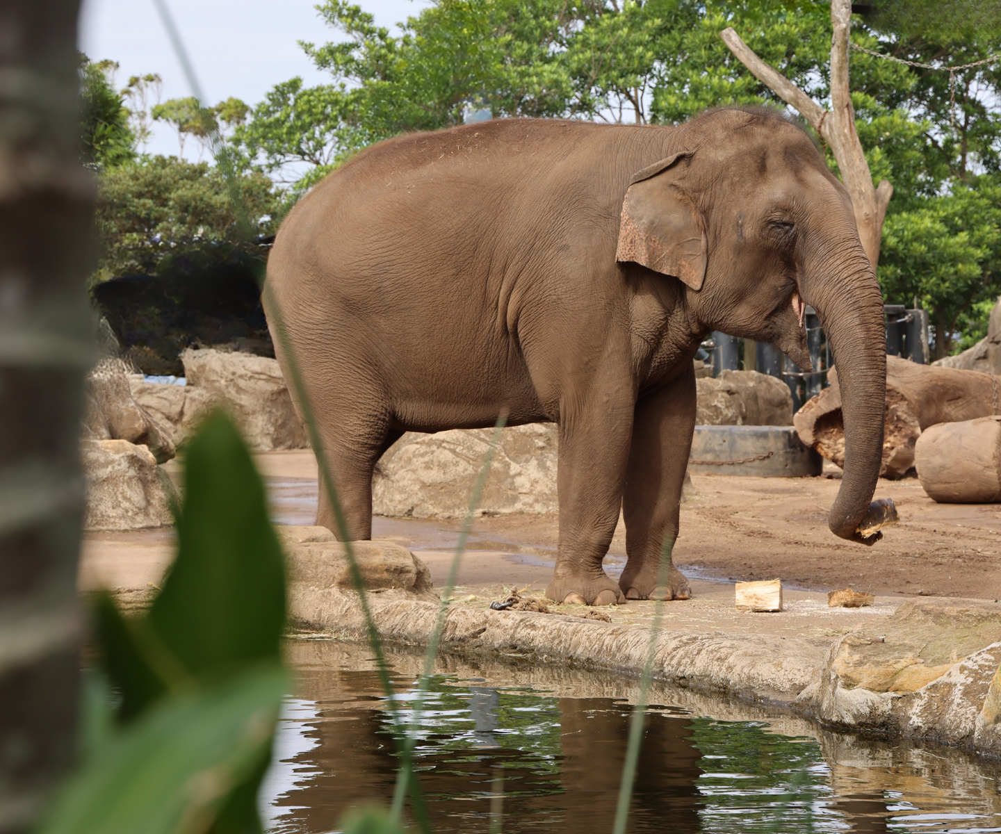 Asian Elephant next to body of water 