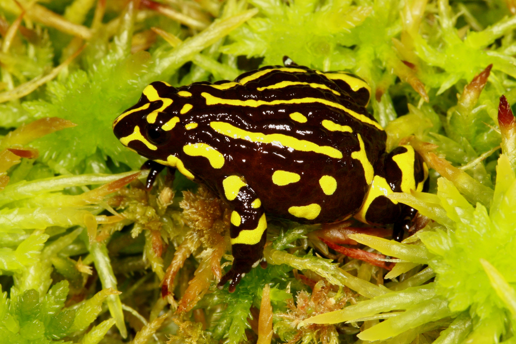 Northern Corroboree Frog close up