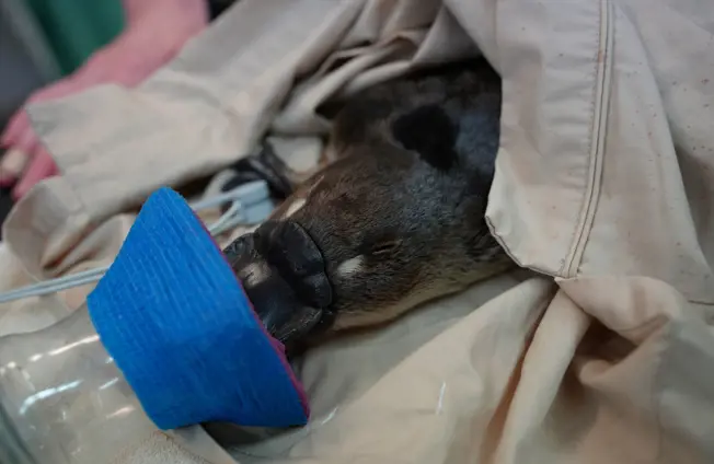 Image of Wild Platypus recovering at Taronga after fishing-line flipper injury 