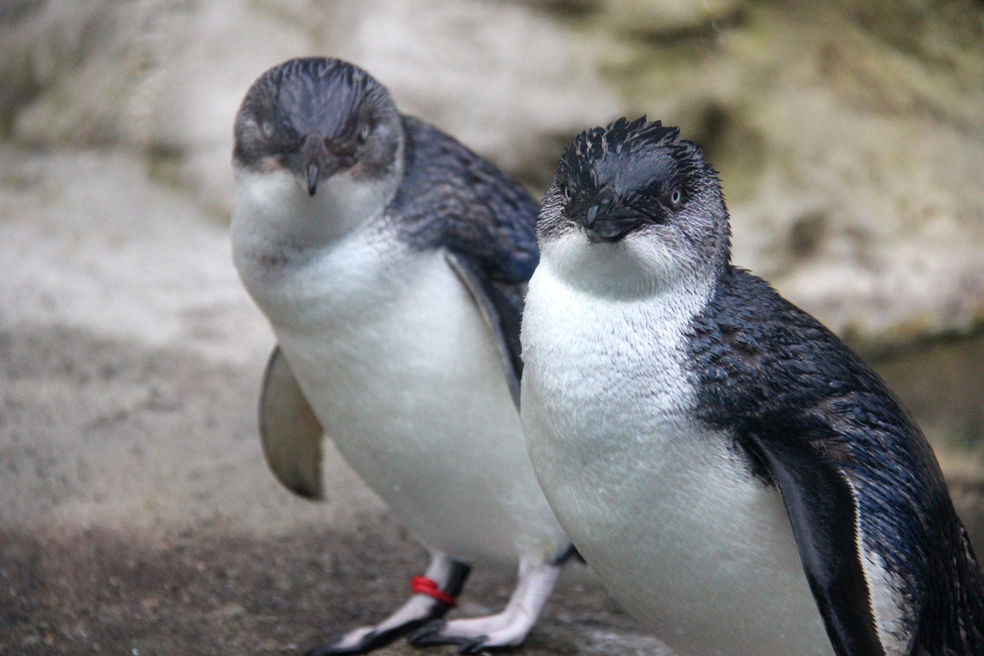 A pair of Little Penguins close up